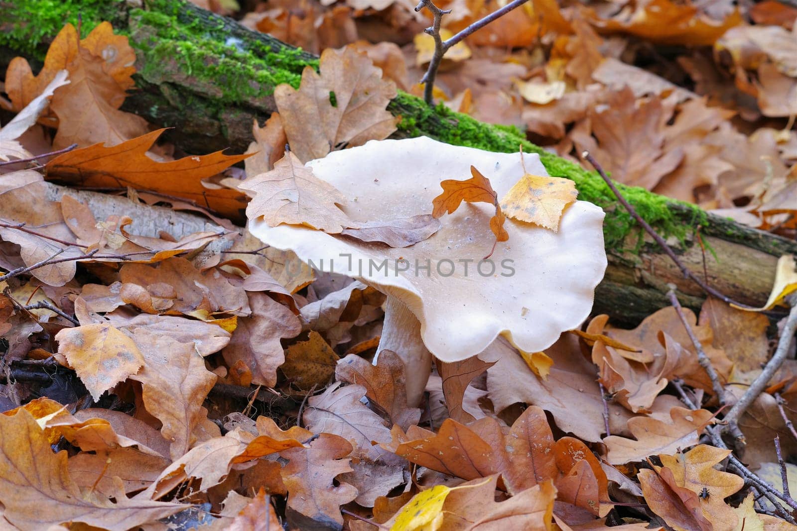 clouded agaric or Clitocybe nebularis in autumn forest