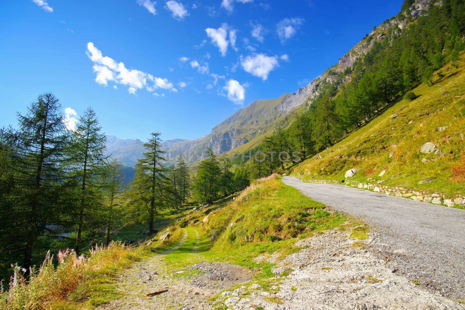 larch forest and mountain road in Maggia valley, Ticino, Switzerland, Europe