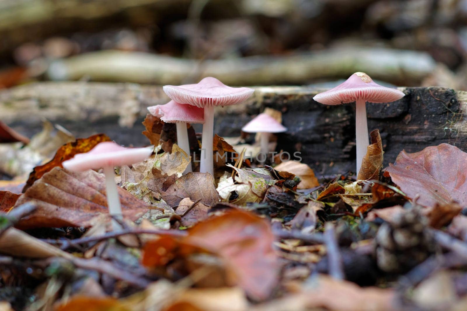 a group of rosy bonnet (Mycena rosea) mushrooms in autumn forest