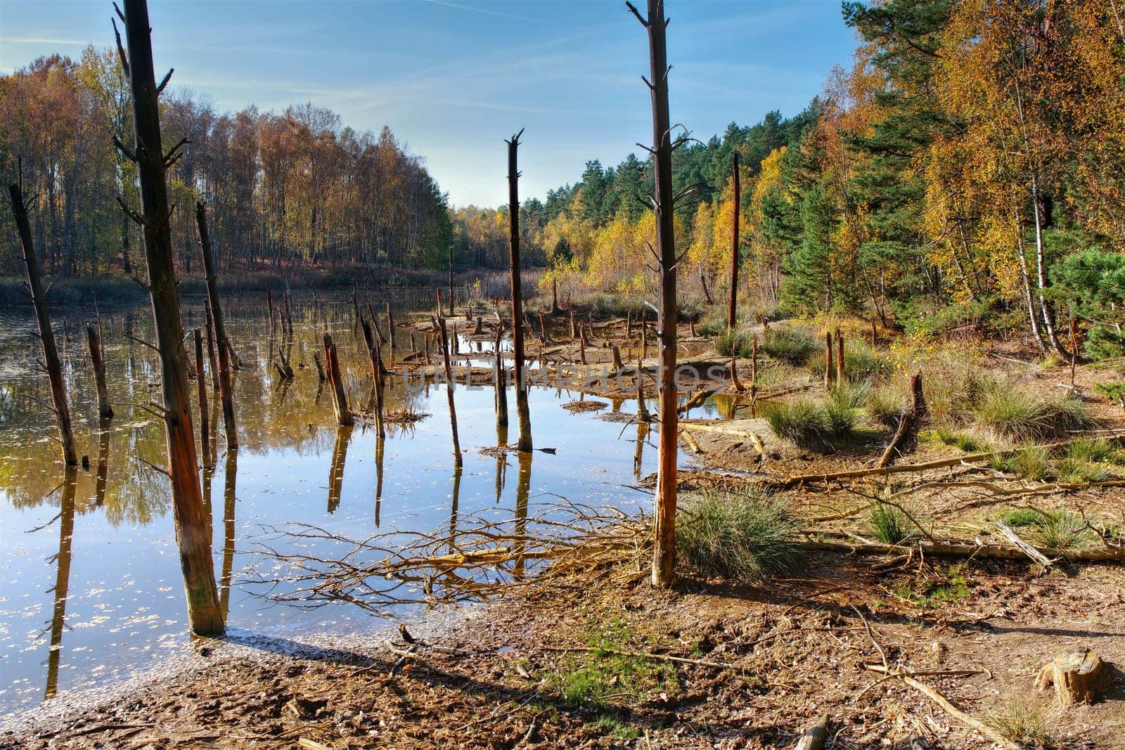a sunken forest in the swamp, tree stumps look out of the water