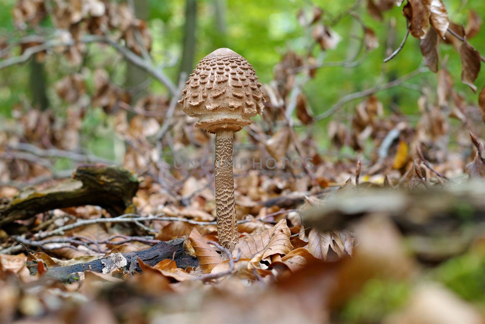 Parasol mushrooms in autumn forest