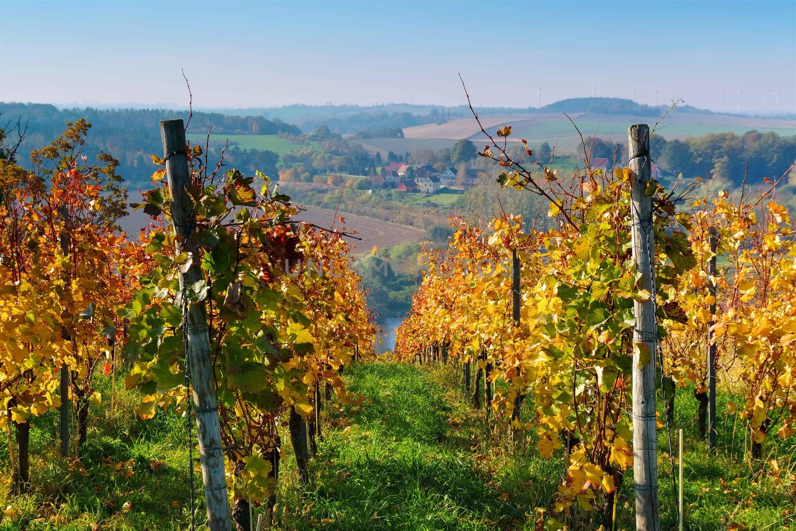 view over autumn vineyards near the river Elbe in Saxony, Germany