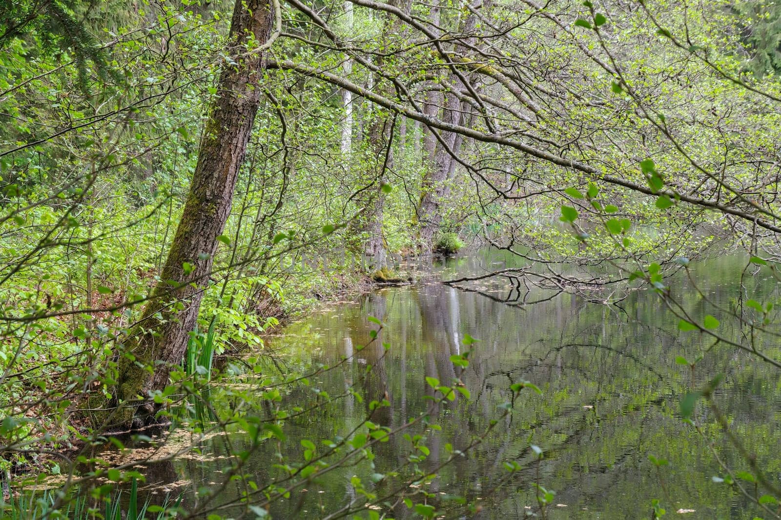 Pond with alder trees in spring, with young shoots