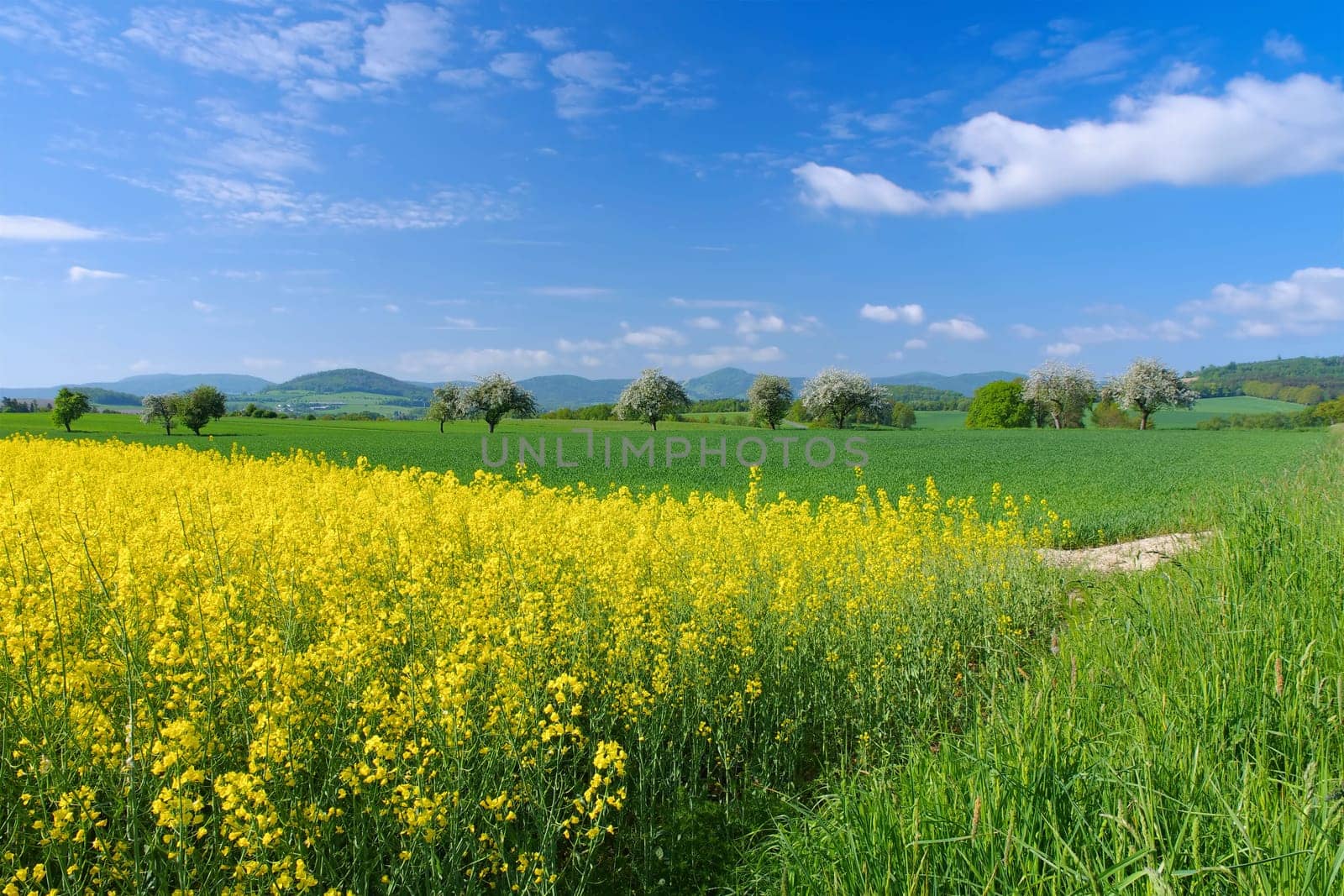 Zittau Mountains in spring with blooming rape field and apple trees