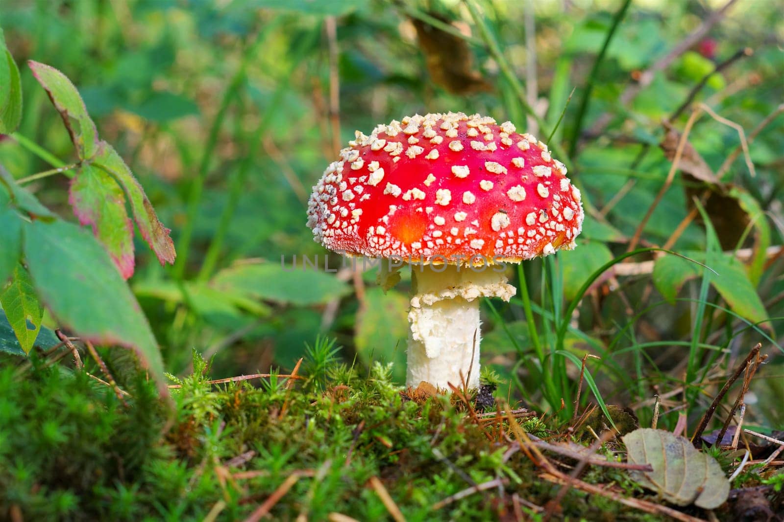fly agaric, Amanita Muscaria in autumn forest