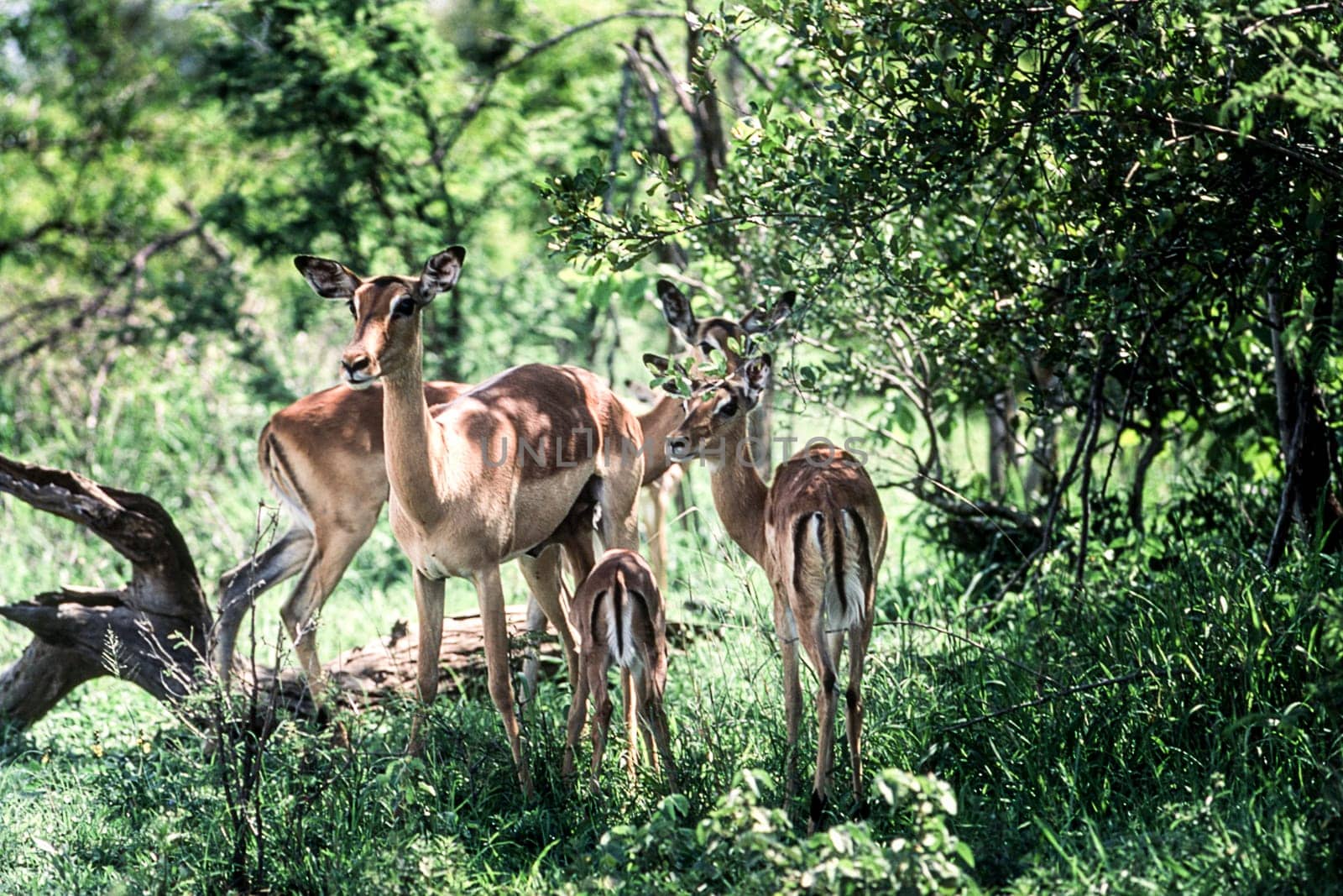 Impala (Aepyceros melampus), Kruger National Park, mpumalanga, South Africa