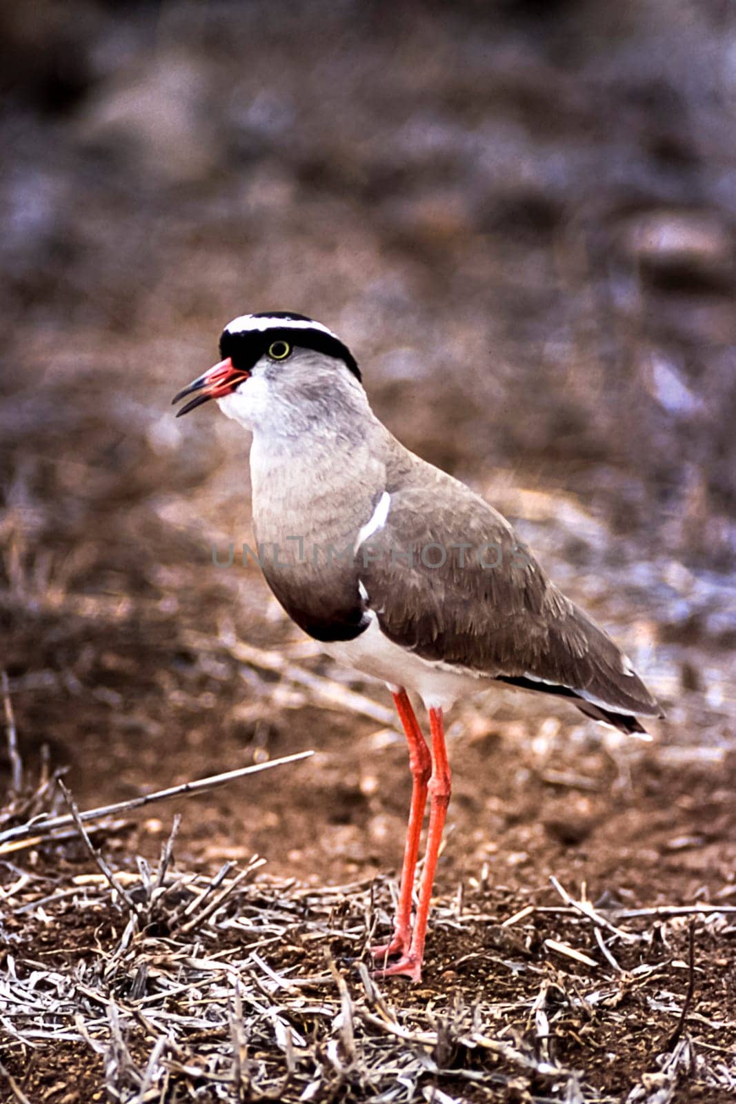 Crowned Plover, (Vanellus coronatus), Kruger National Park, Mpumalanga, South Africa, Africa