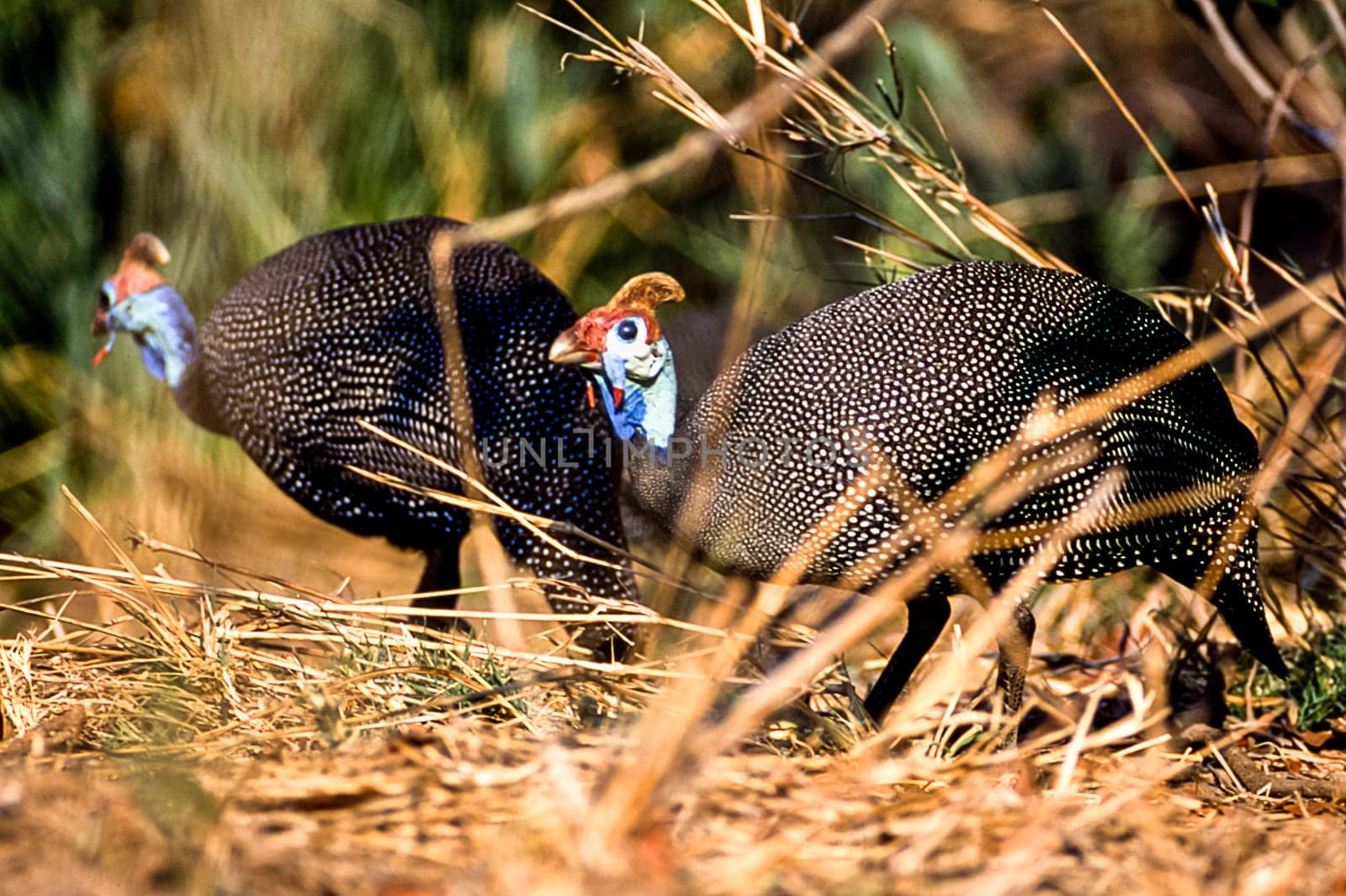 Helmeted Guineafowl, (Numida meleagris), Kruger National Park, Mpumalanga, South Africa, Africa
