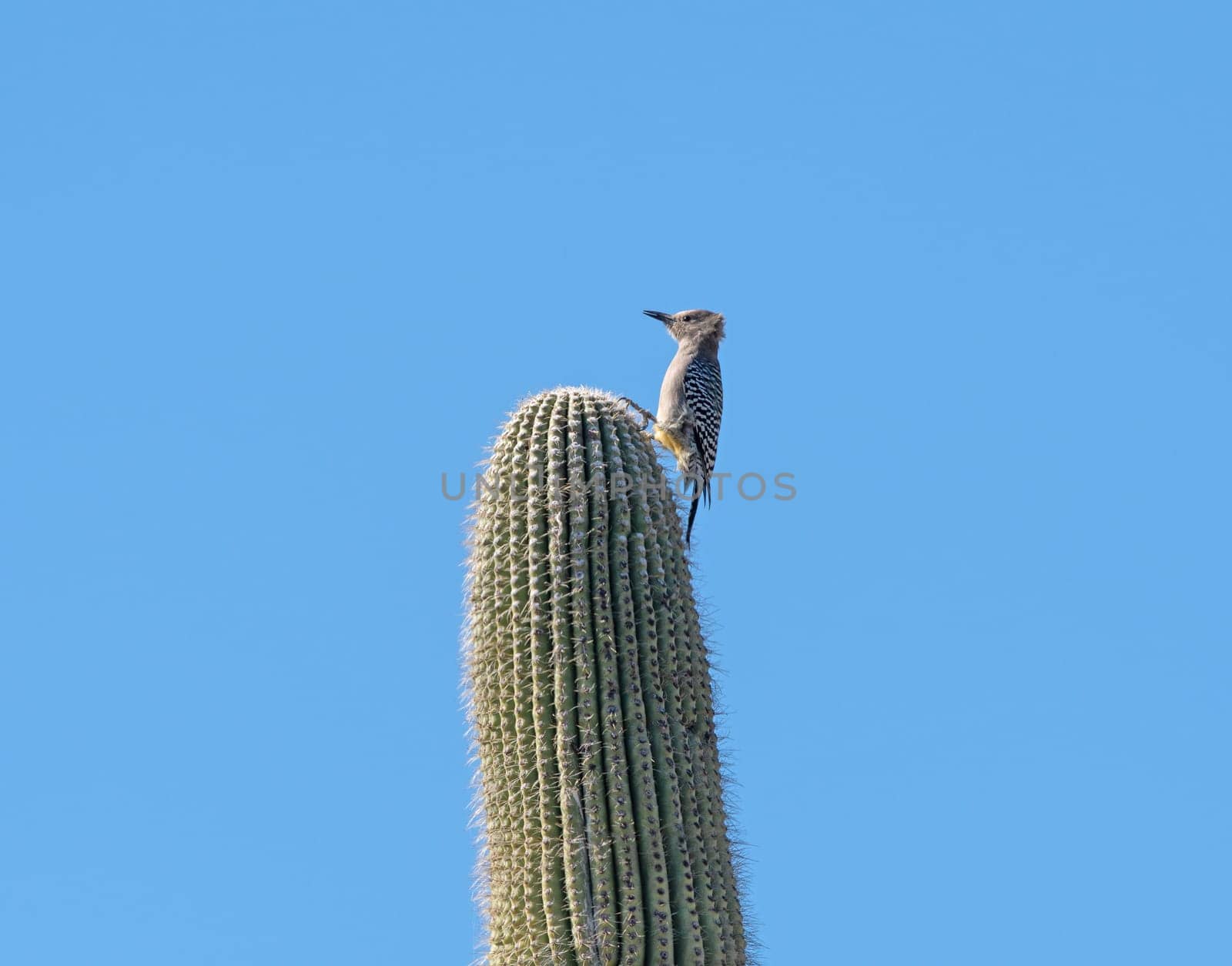 Gila Woodpecker on a Saguaro in Saguaro National Park in Arizona