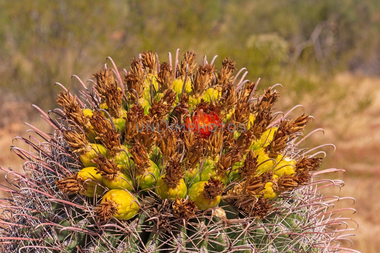 Details of the Flowers of a Barrel Cactus in Saguaro National Park in Arizona