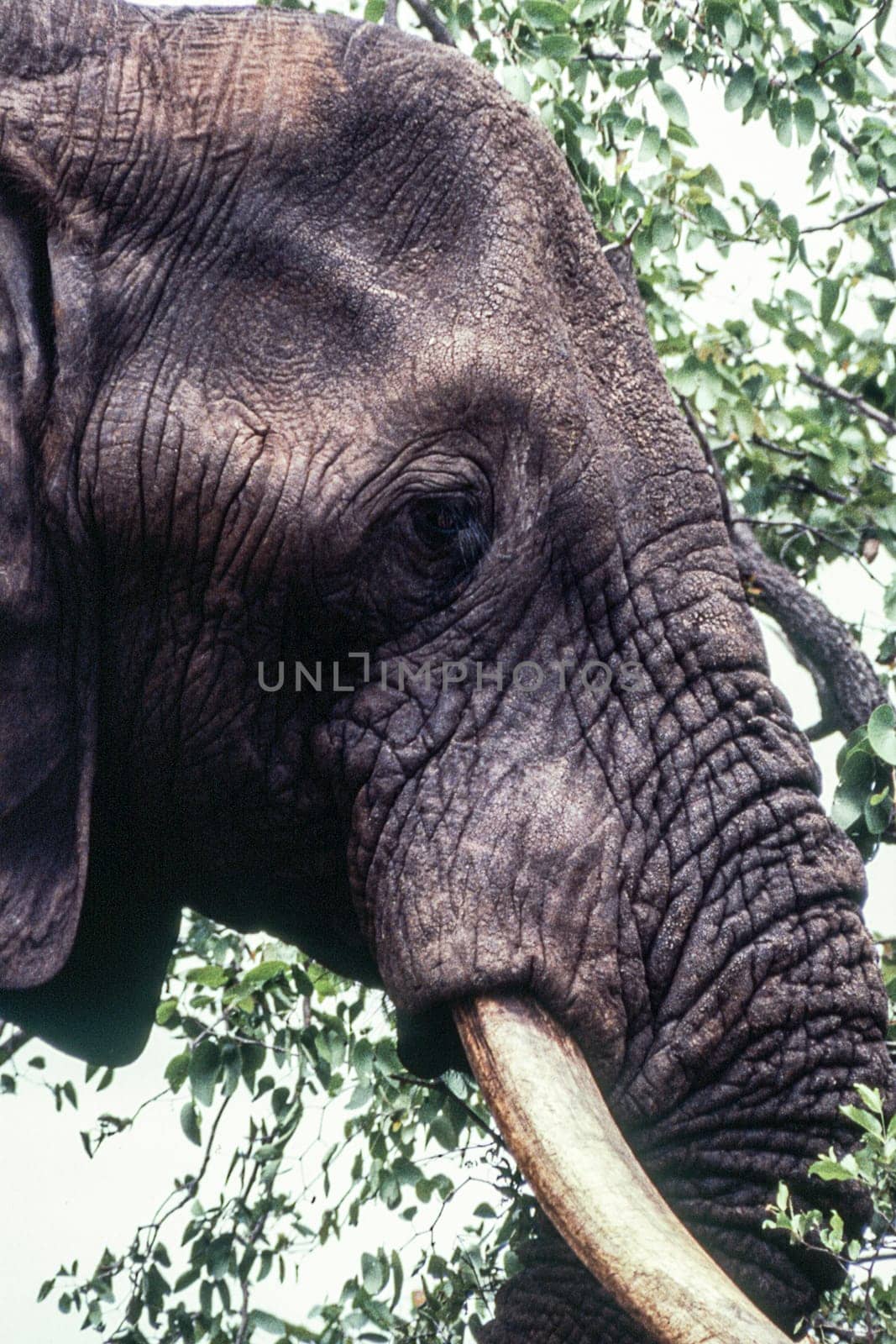 Elephant (Loxodonta africana) , Kruger National Park, mpumalanga, south africa