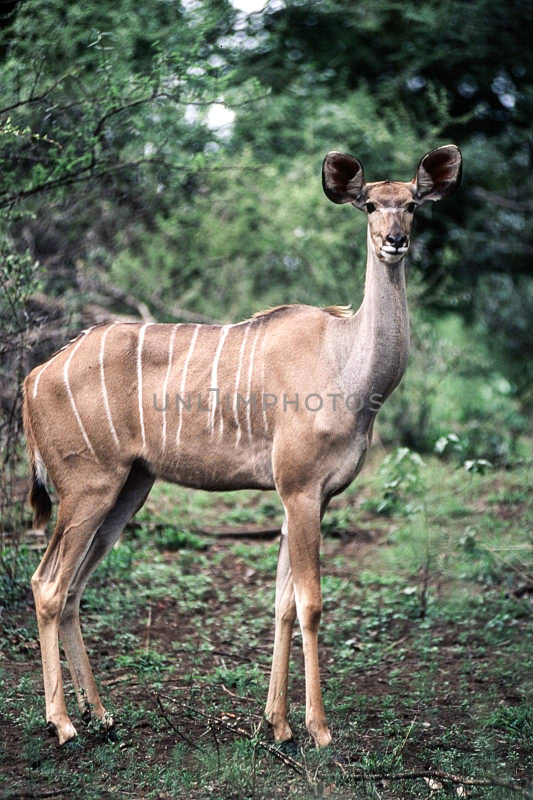 Kudu (Tragelaphus strepsiceros) , Kruger National Park, mpumalanga, south africa.