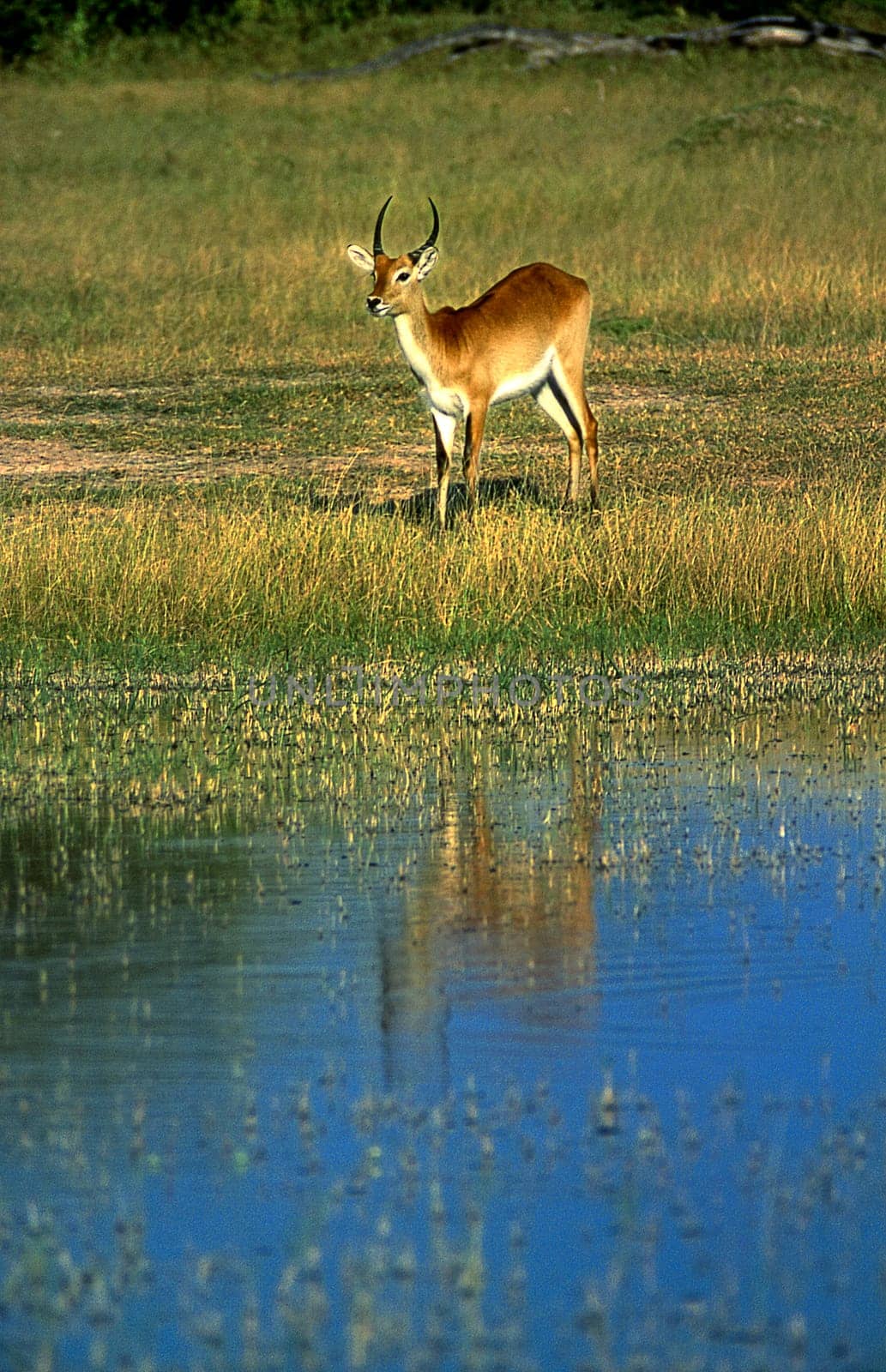 Lechwe (Kobus leche), Moremi Wildlife Reserve, Ngamiland, Botswana, Africa