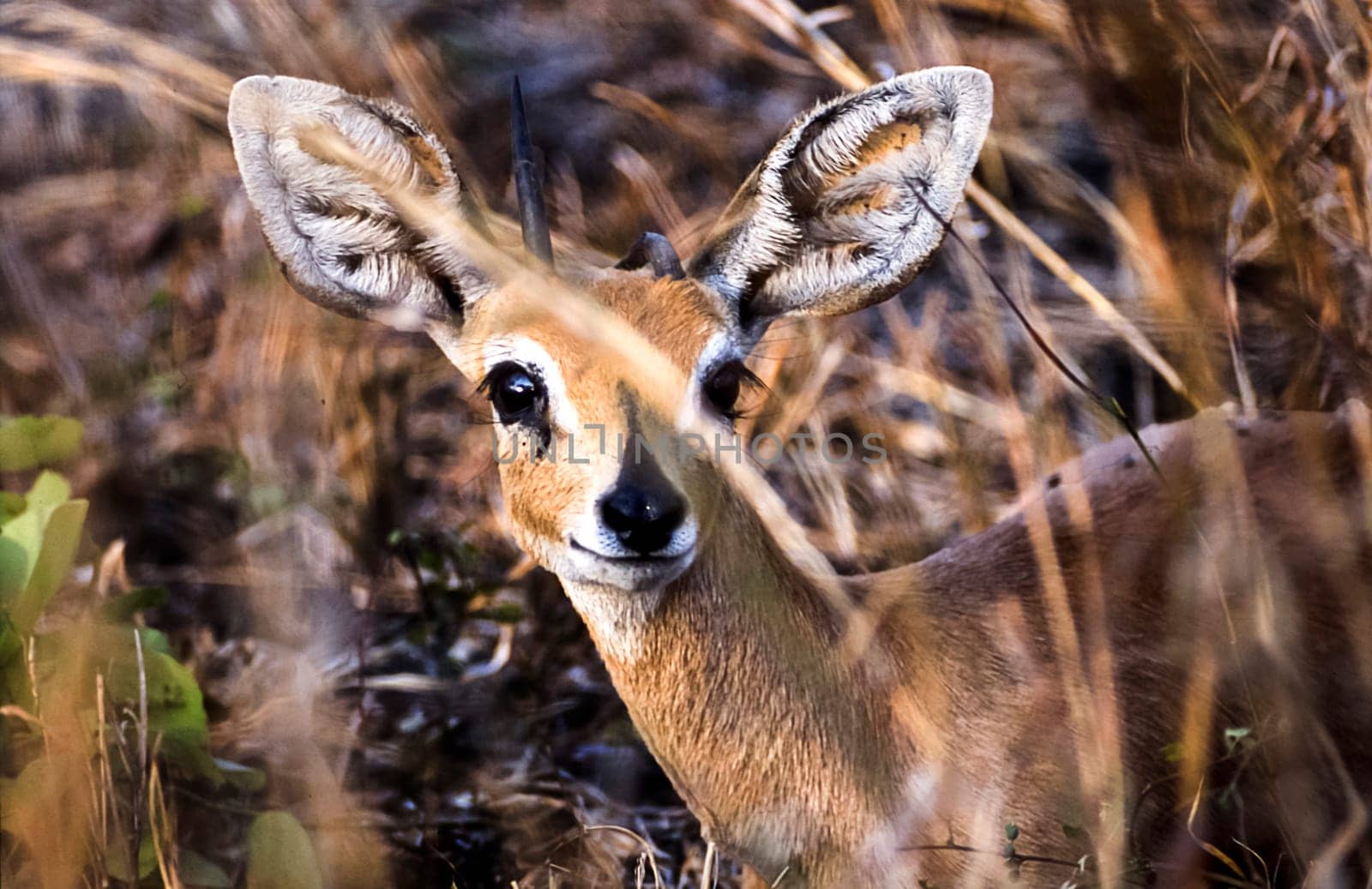 Steenbok, (Raphicerus campestris), Kruger National Park, Mpumalanga, South Africa, Africa