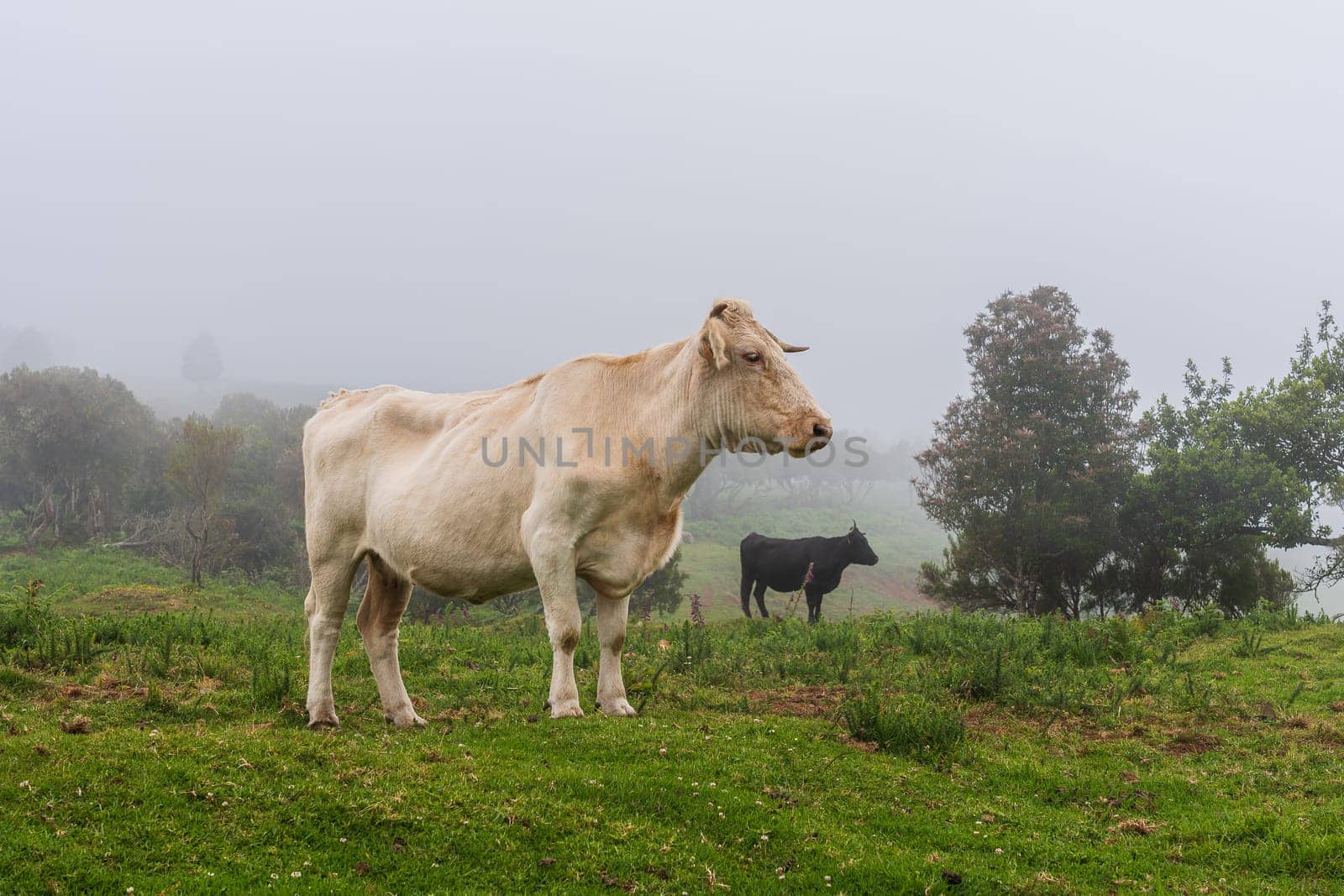Cows on pasture on Madeira island. Summertime.