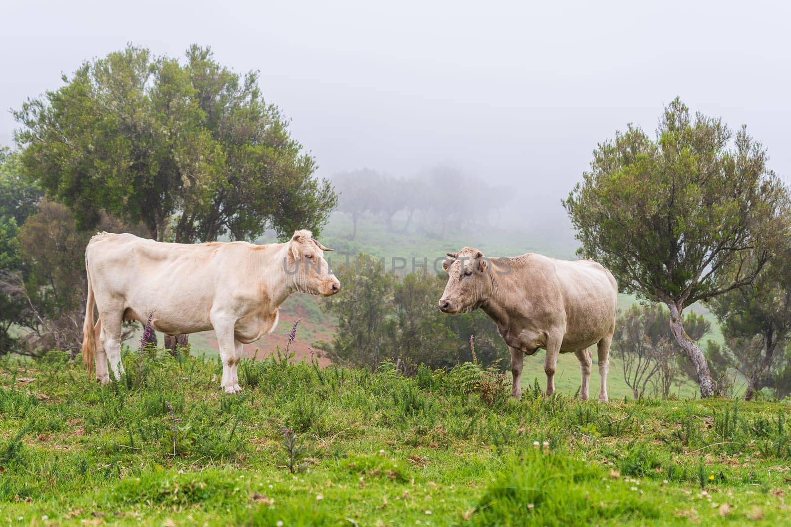 Cows on pasture on Madeira island. Summertime.
