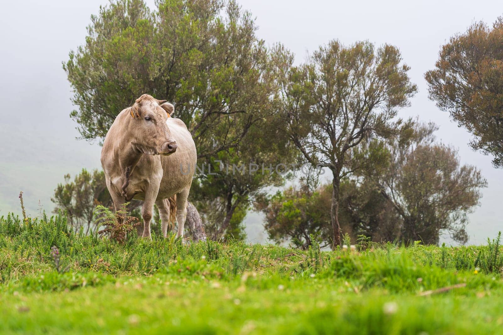 Cows on pasture on Madeira island. Summertime.