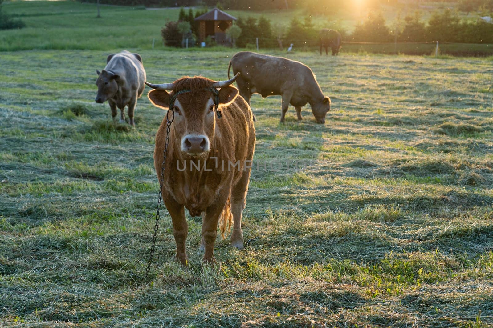 Several bulls standing on the green field