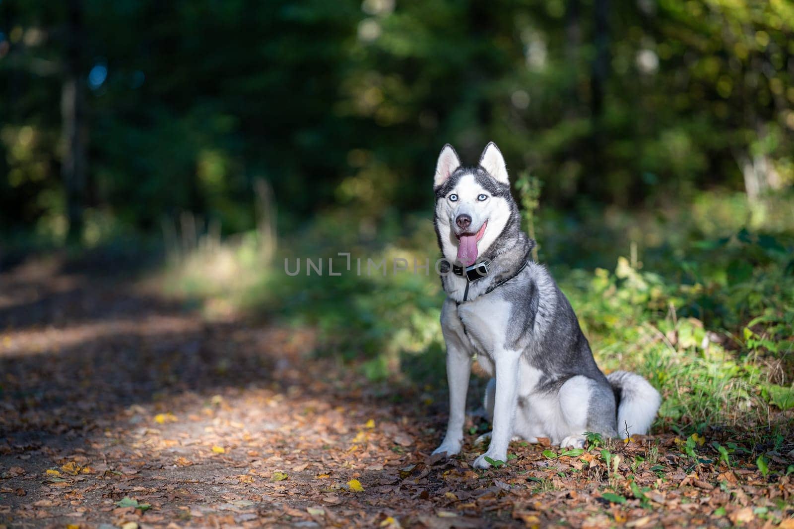 A dog breed Husky sitting on the ground