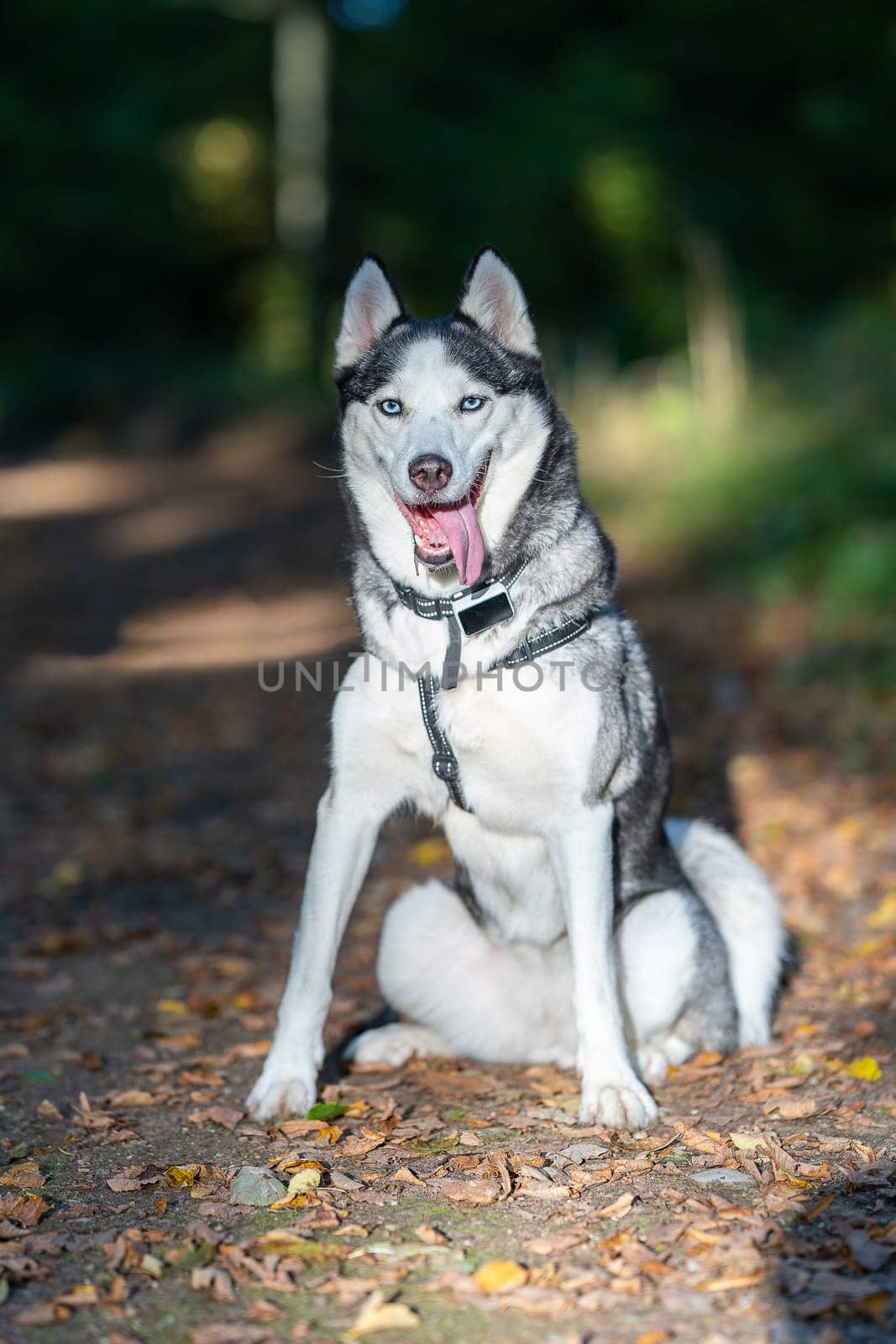 A dog breed Husky sitting on the ground and look like mad