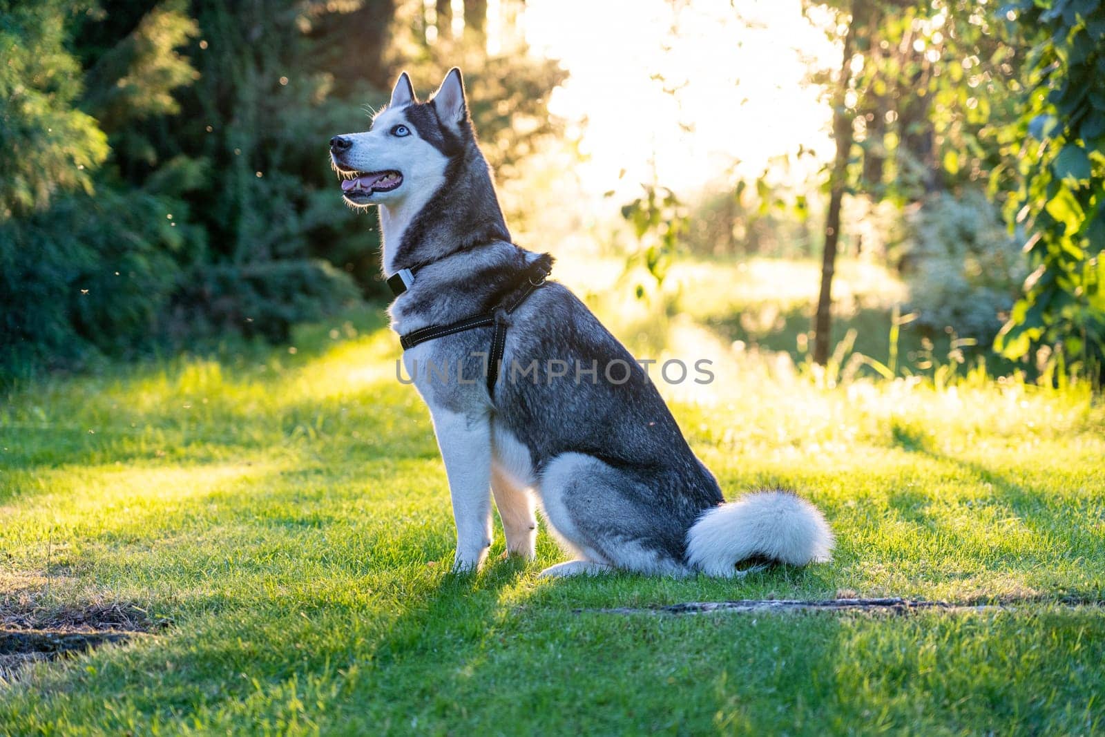A dog breed Husky sitting on the grass and looks far away