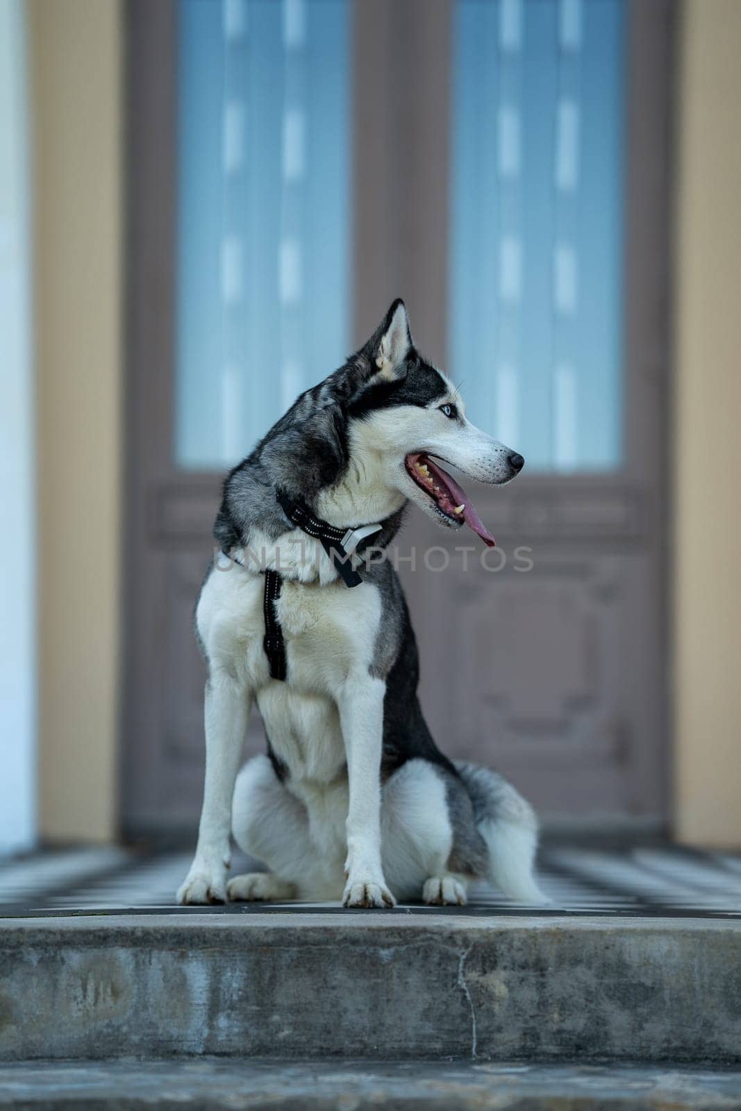 A dog breed Husky sitting on the stairs