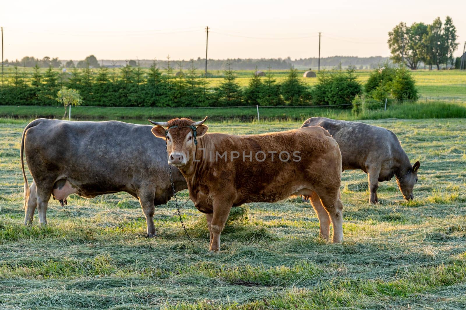 Several bulls standing on the green field