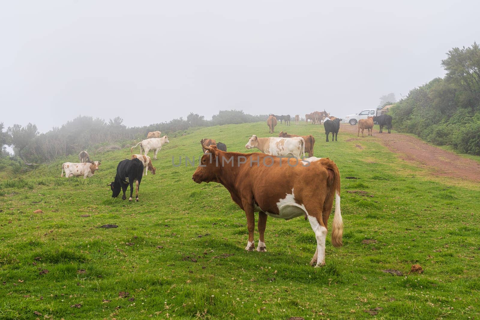 Cows on pasture on Madeira island. Summertime.