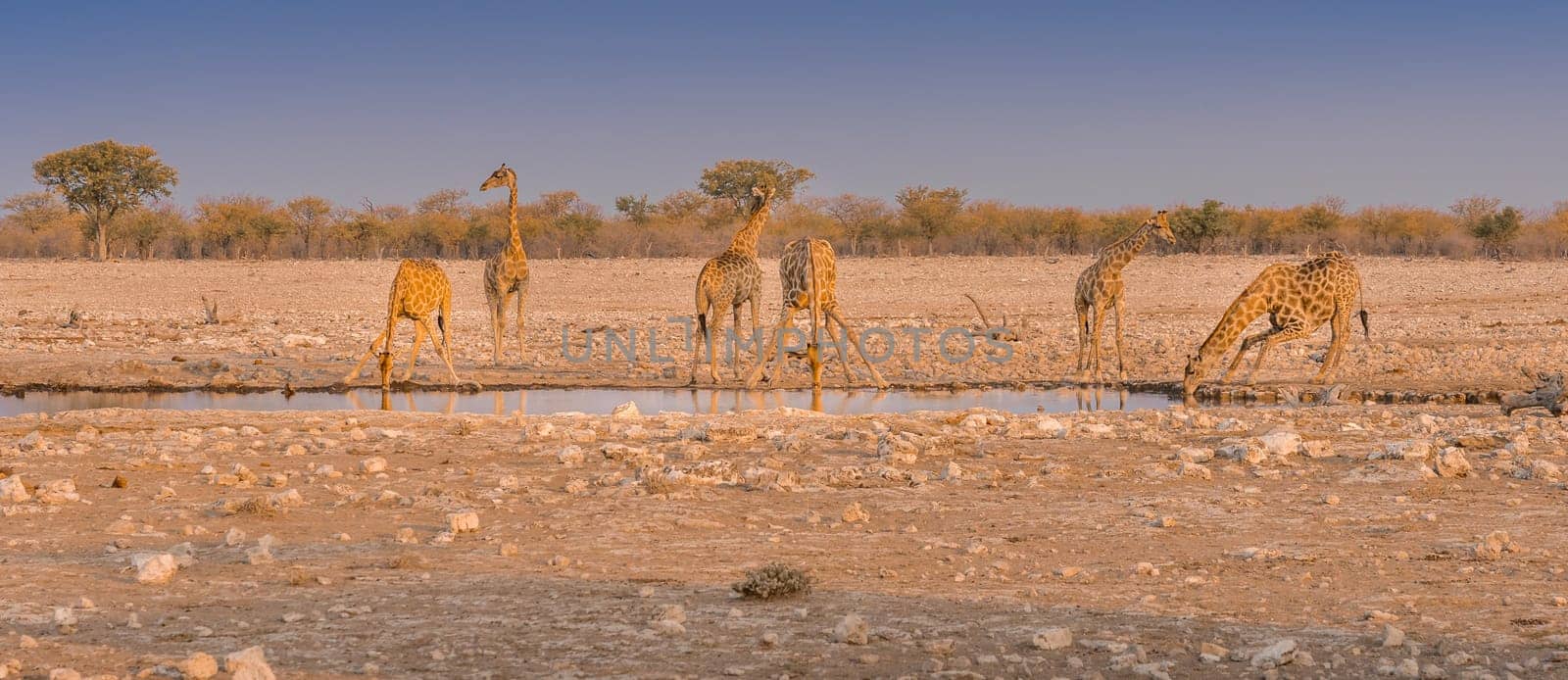 Giraffes drinking water at Okaukuejo camp waterhole in the Etosha National Park in Namibia in Africa.