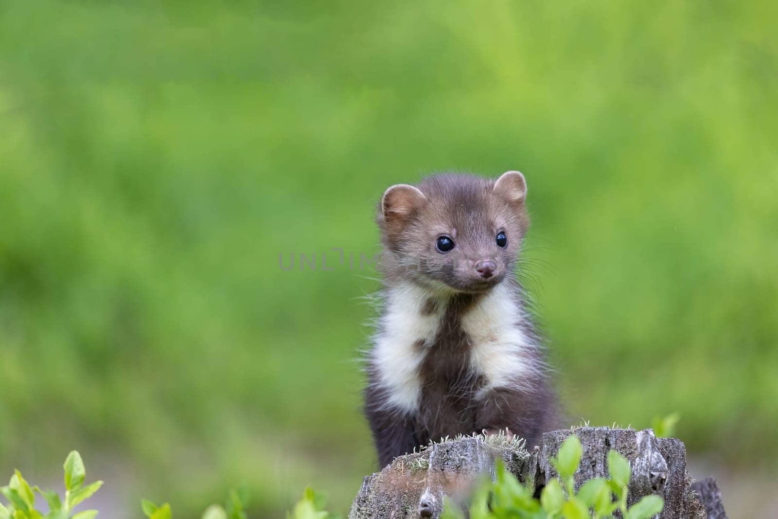 Cute young marten is looking at the camera standing on a stump. Horizontally.