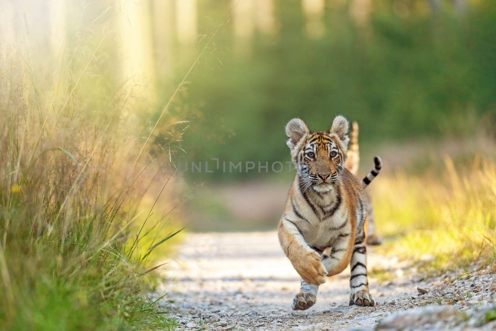 Front view of cute love striped pair of Bengal tiger cubs are running towards the camera outdoors. Horizontally.
