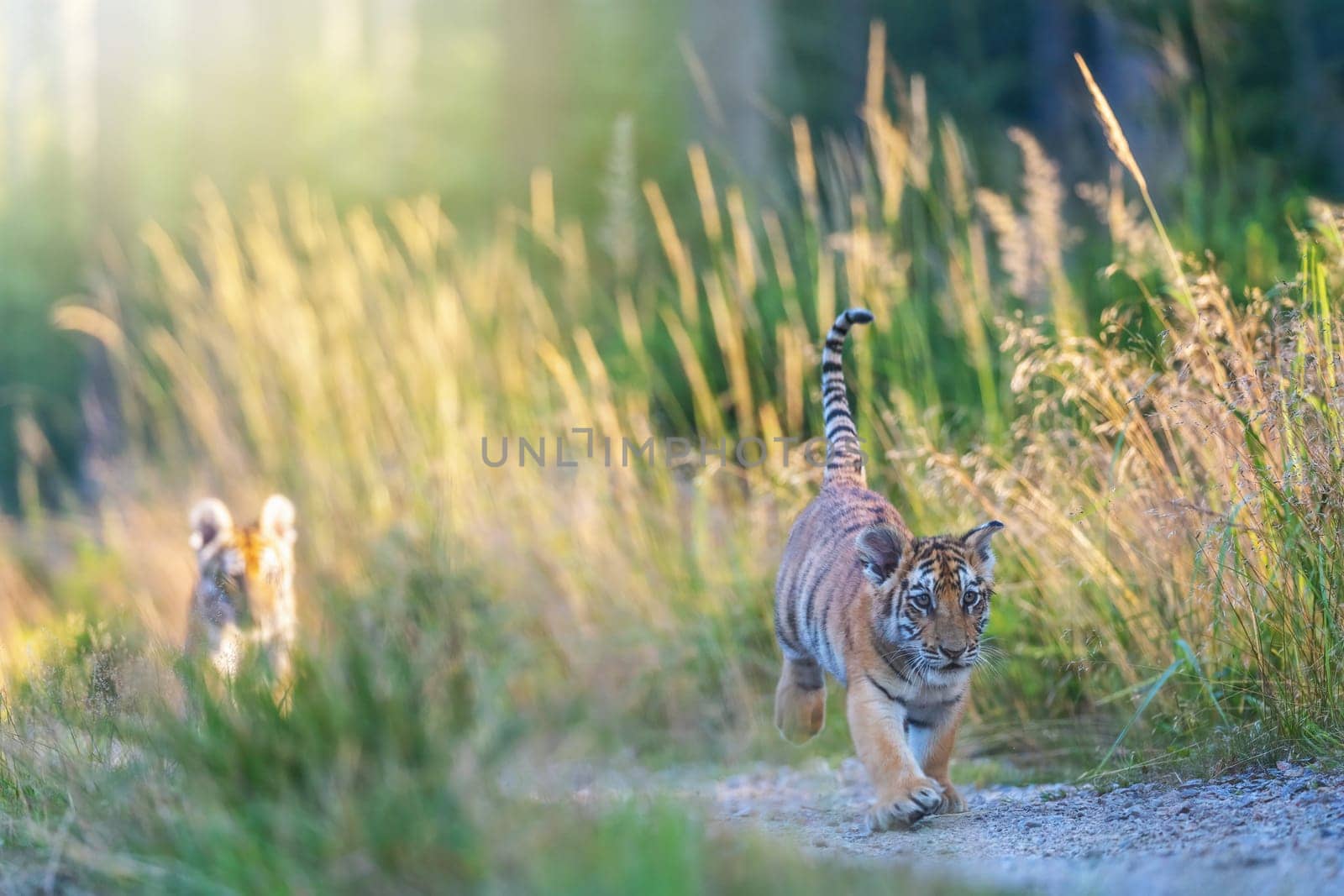 Bengal tiger cubs walking against the camera outdoors. Horizontally.