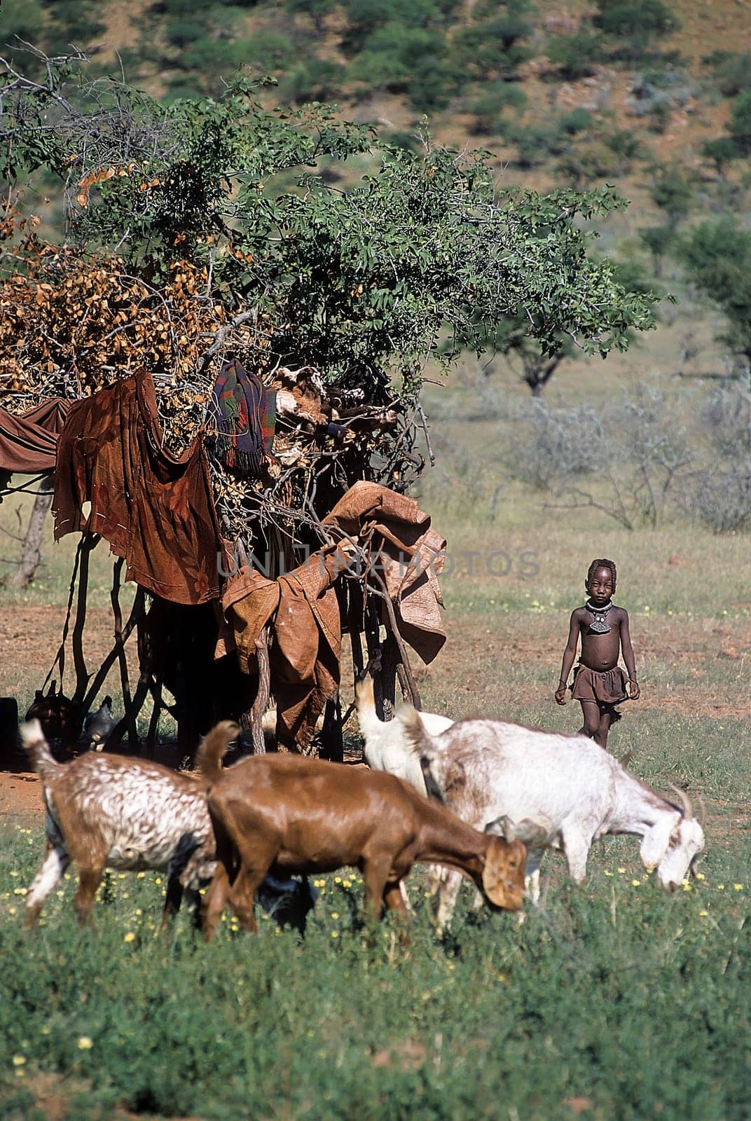 May 15, 2005. unidentified Himba boy with a herd of goats. Epupa Falls, Kaokoland or Kunene Province, Namibia, Africa