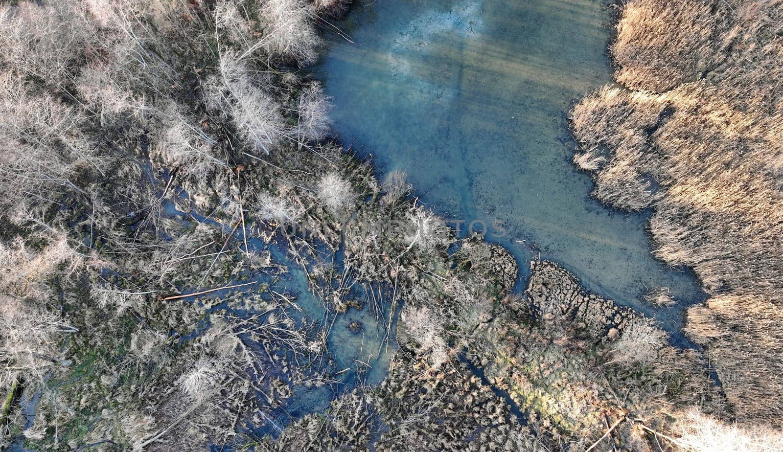 Aerial view with a drone of an area with beavers and their felled trees