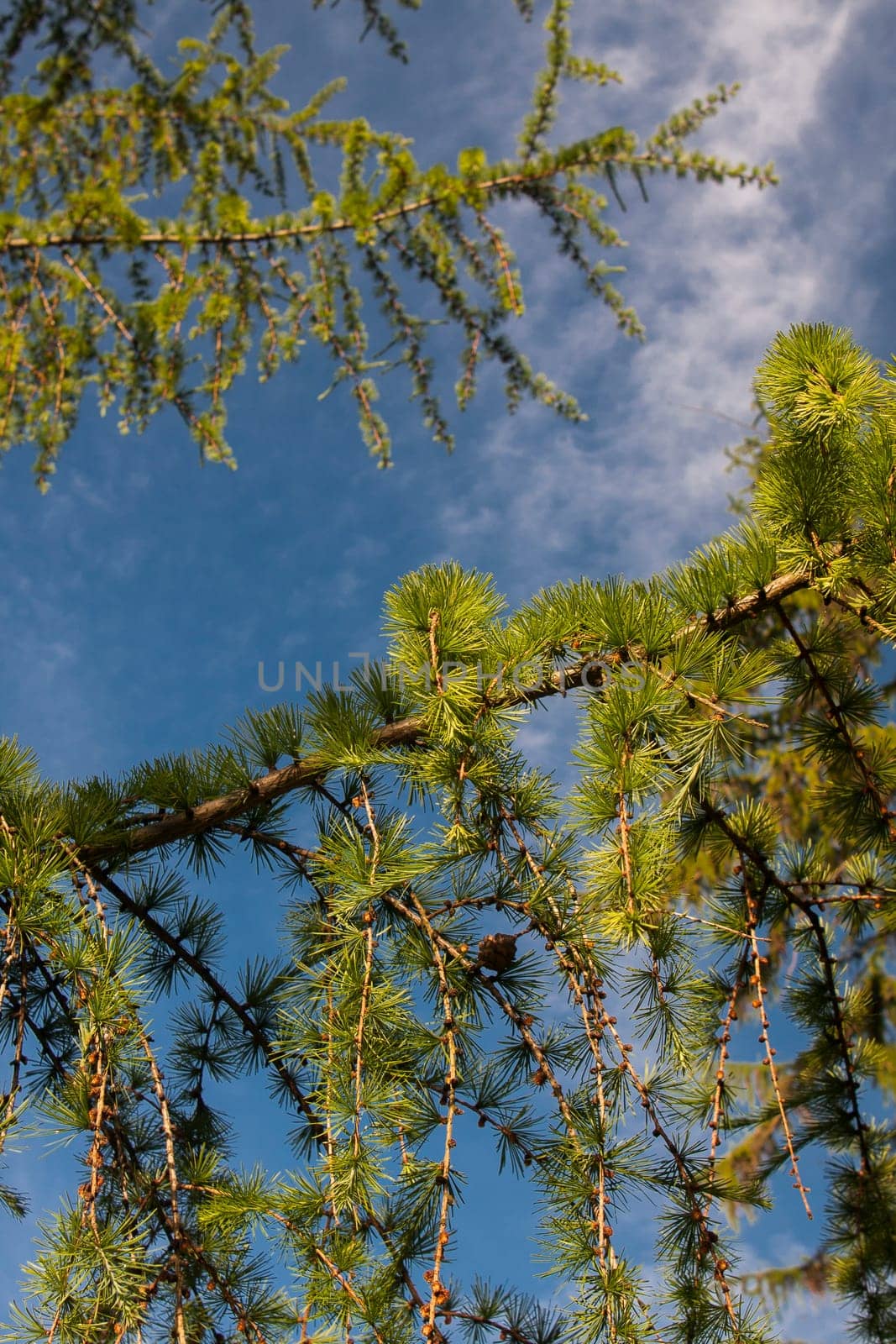 pine tree branches against sunny sky