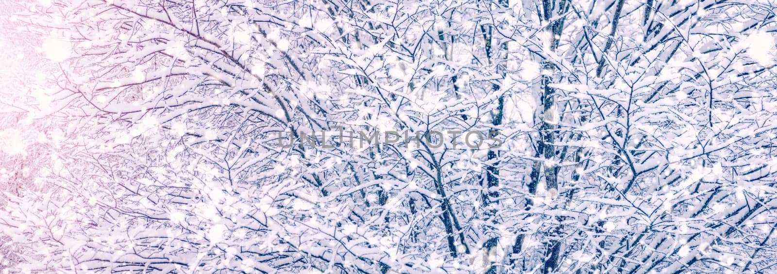 Branches of the tree covering by snow in snowfall. Panoramic view.