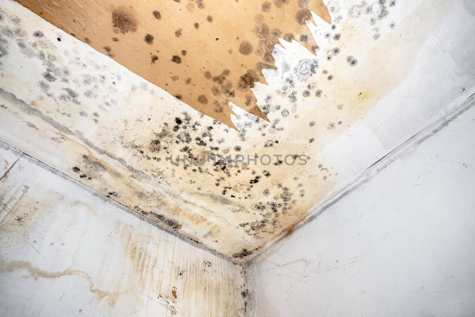 Mold fungus on ceiling and wall of roomcreating health problems for the home owners. Molds can thrive on any organic matter including ceilings, walls and floors of homes with moisture.