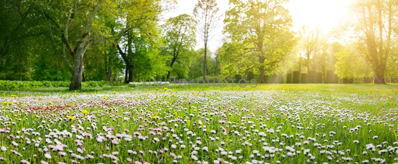 Meadow with lots of white and pink spring daisy flowers and yellow dandelions in sunny day. Nature floral background in early summer with fresh green grass