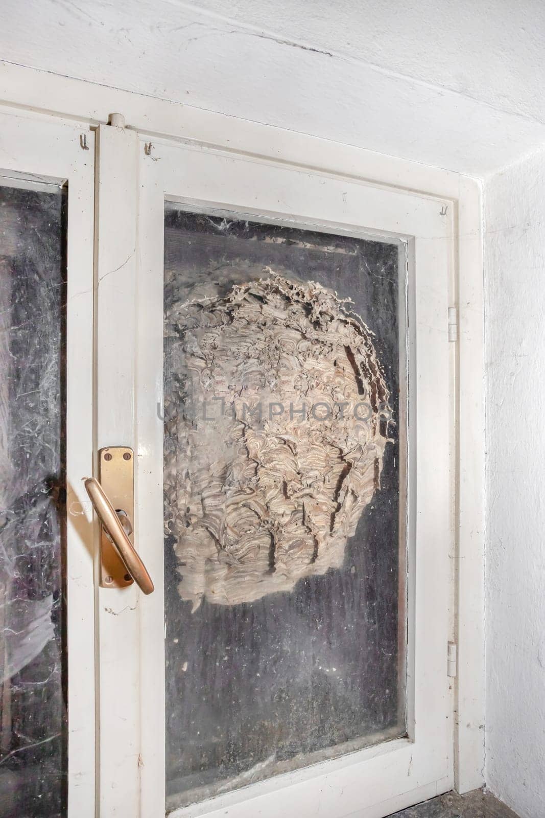 Hornets nest behind a window