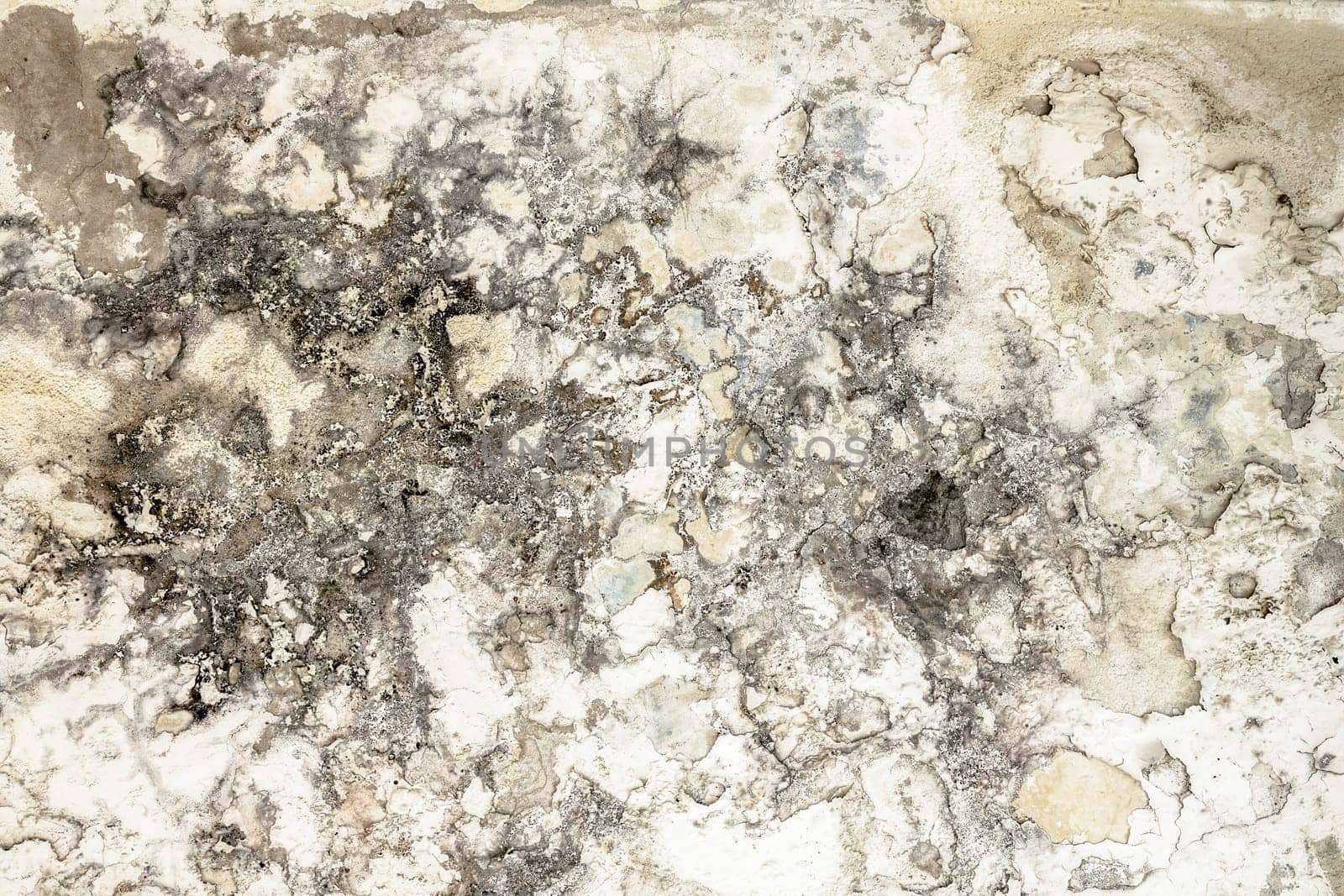 Mold fungus on ceiling and wall of roomcreating health problems for the home owners. Molds can thrive on any organic matter including ceilings, walls and floors of homes with moisture.