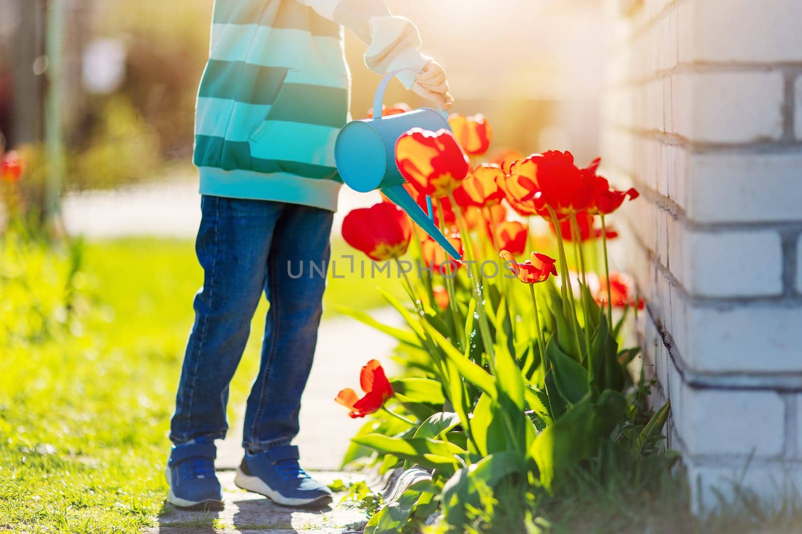 Boy standing in the garden and watering tulips. Concept of gardening and farming.