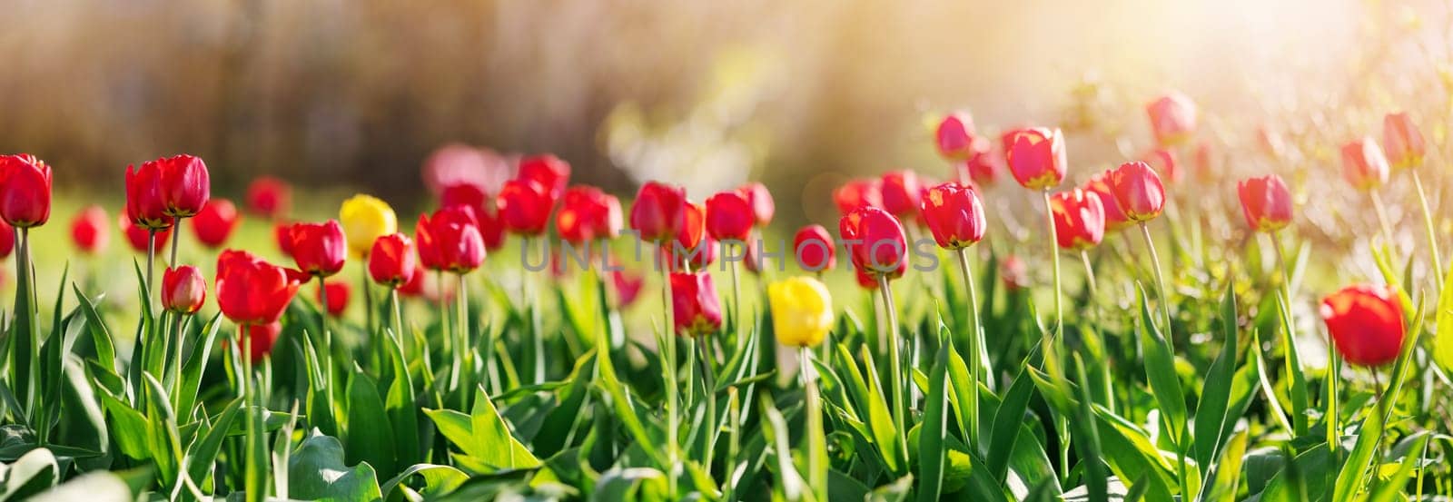 Meadow with colourful tulips in the spring. Panoramic view of the blossoming lawn in the garden.