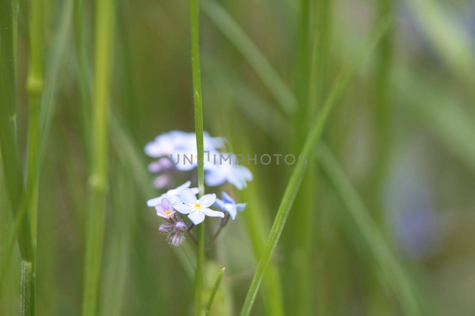 Blue petals of a flower isolated in green grass shown. Natural meadow with flowers. Landscape shot from nature