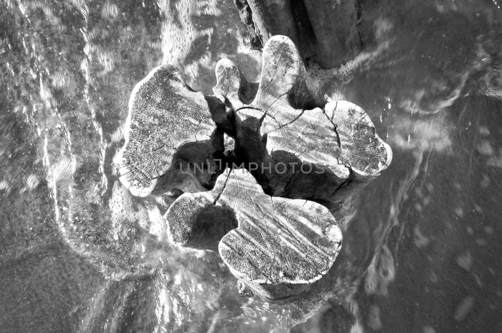single groyne on the beach. Taken in black and white. squiggly shape of the wood. Sand and sea water around the tree trunk. Landscape shot from the coast