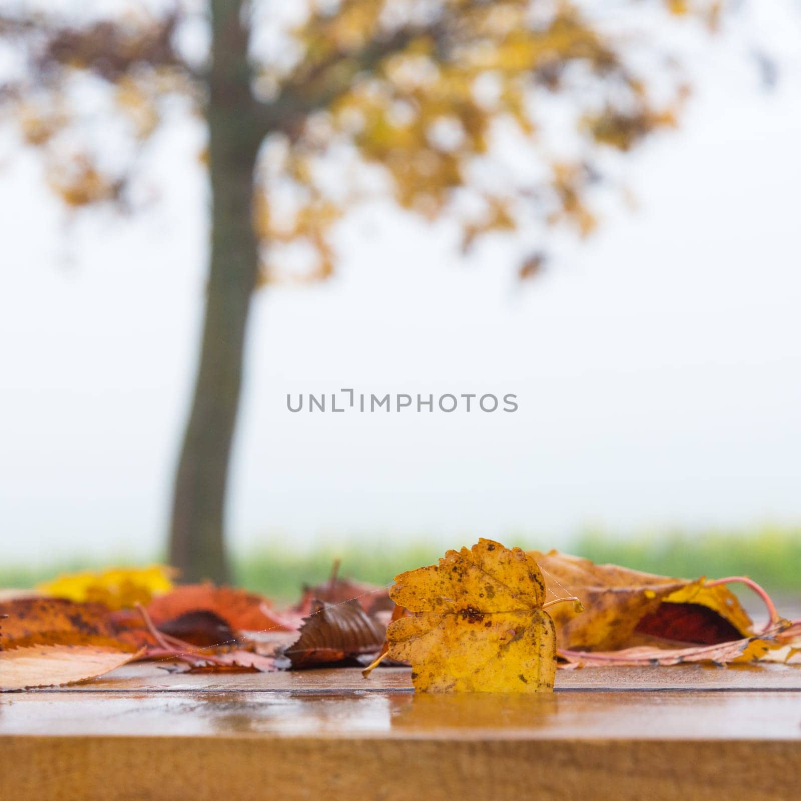 Autumn Table - Orange Leaves And Wooden Plank At Sunset In Forest