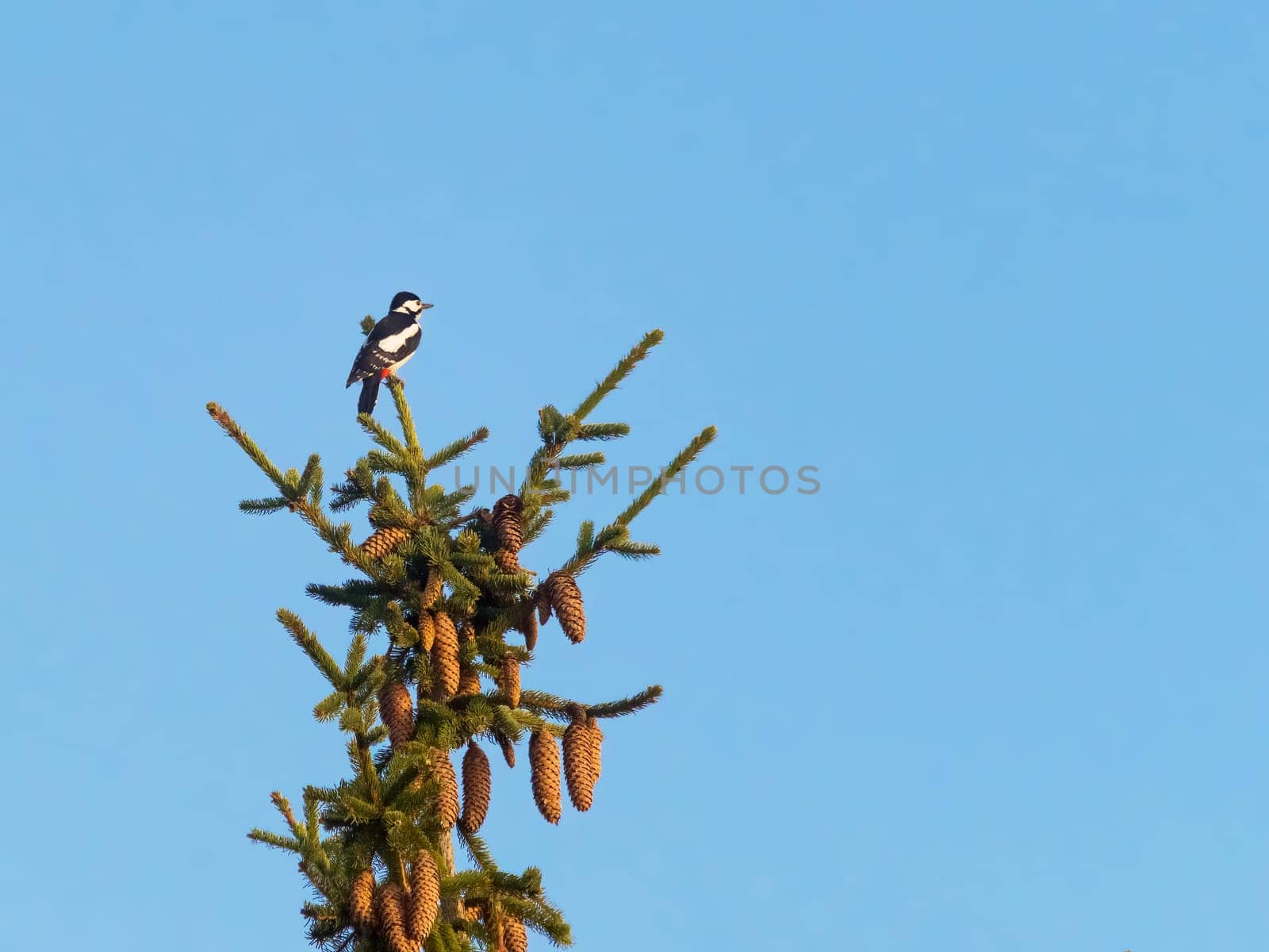 Female great spotted woodpecker