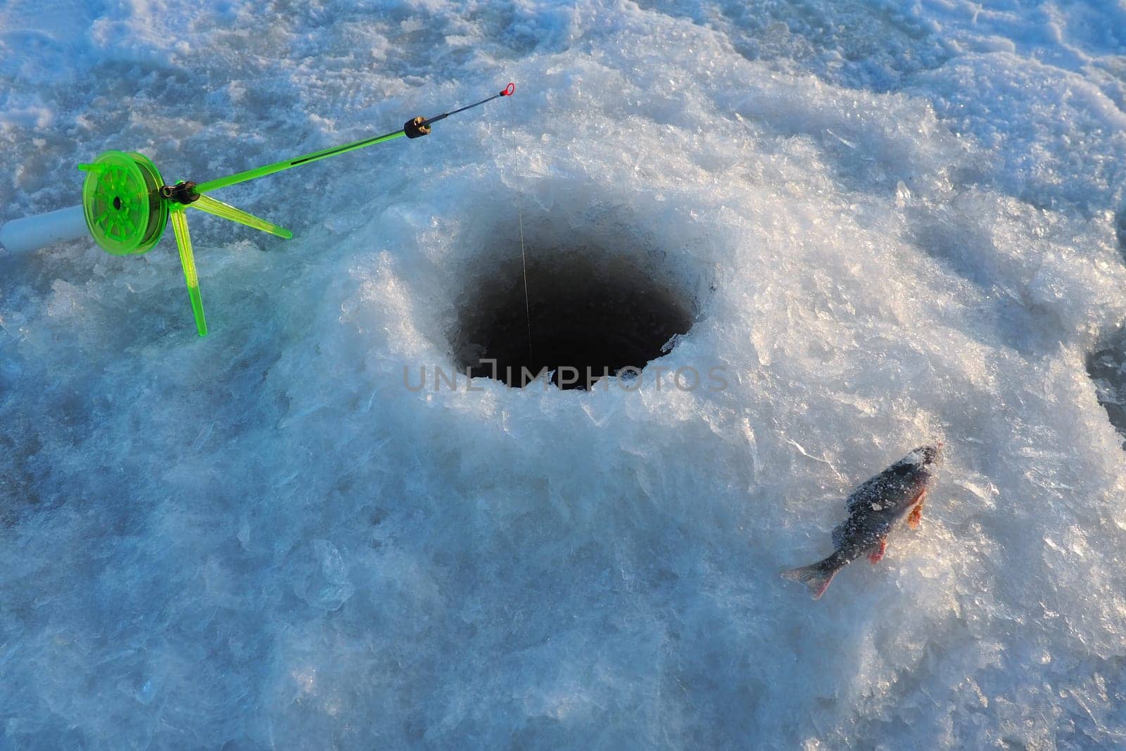 Frozen small perch on snow and ice. Catch caught during winter fishing. River perch or common perch Perca fluviatilis, ray-finned fish of the genus of freshwater perches. Fishing rod in the hole.