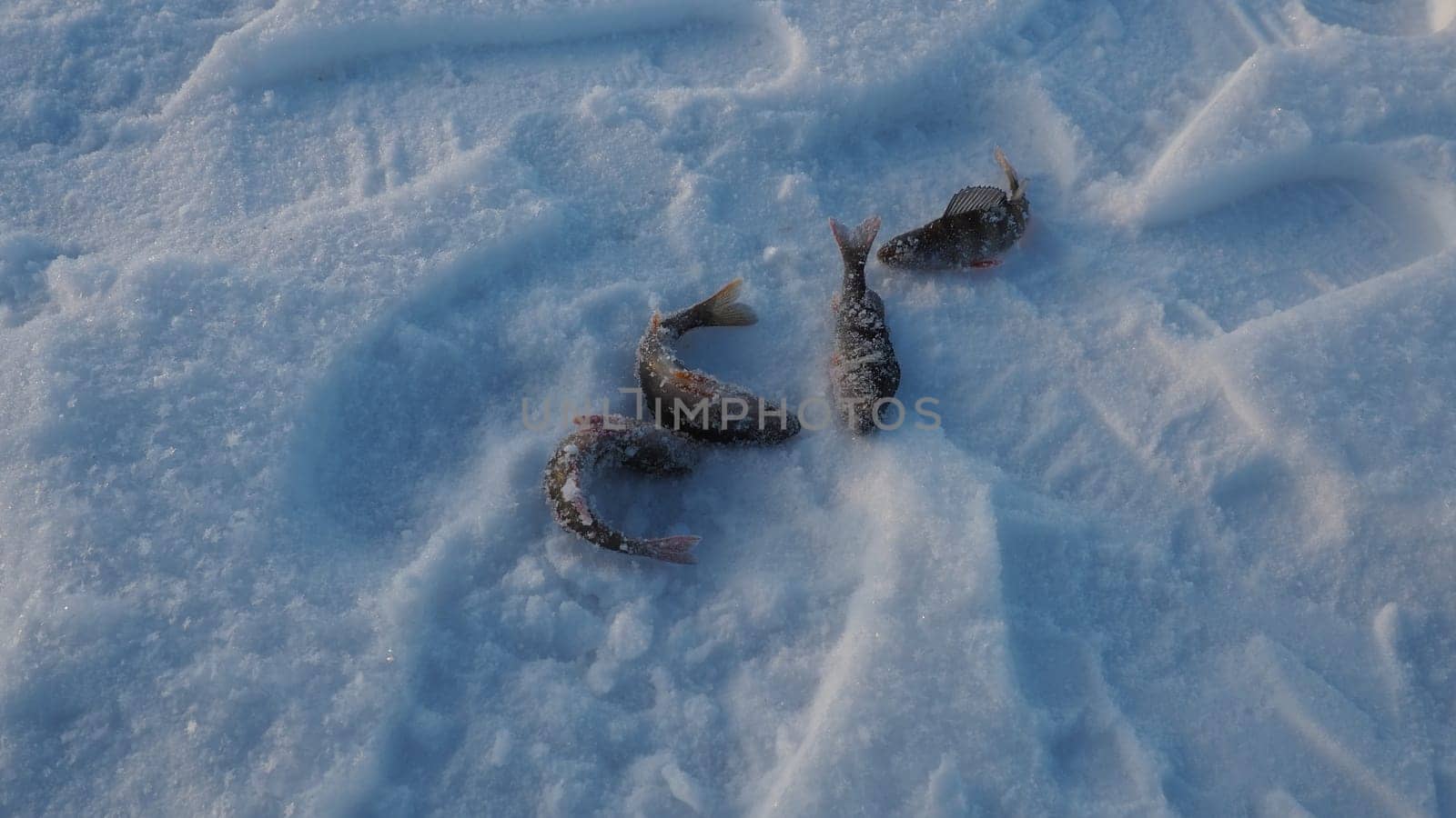 Frozen small perch on snow ice. Catch caught during winter fishing. River perch or common perch Perca fluviatilis is a species of ray-finned fish of the genus of freshwater perches of the perch family