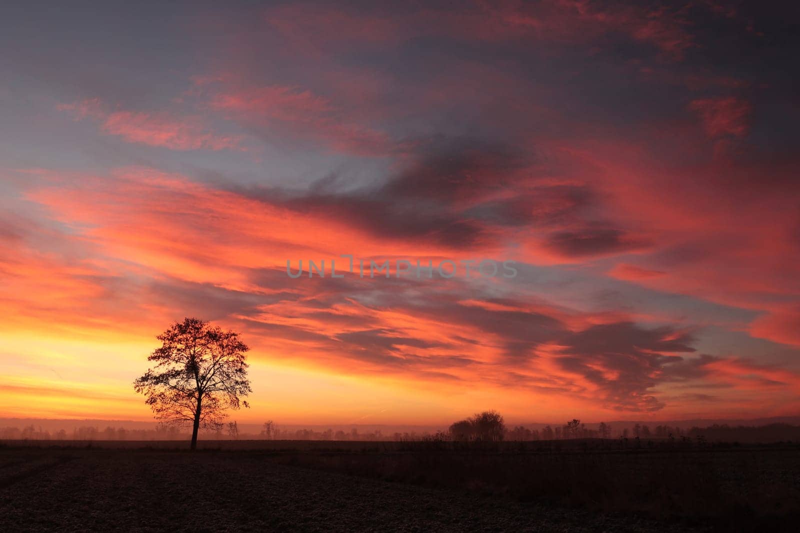 A tree in a field at sunrise, January.