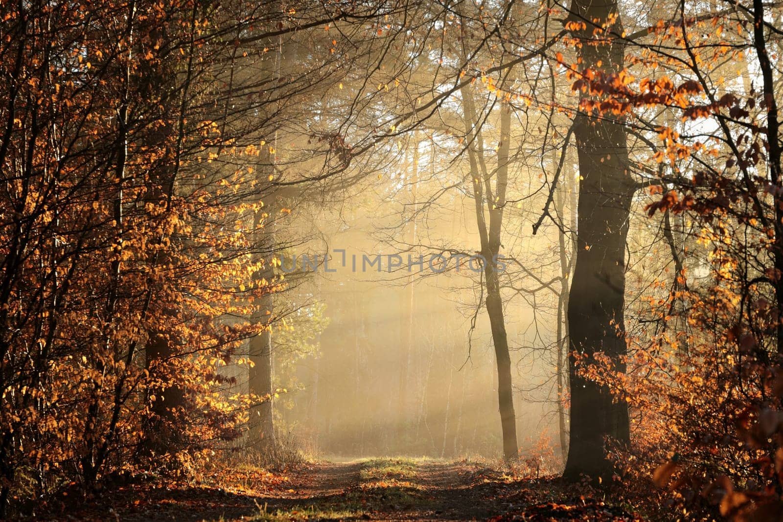 Path through the forest on a foggy January morning.